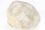 Jurassic Sea Urchin (Clypeus) Fossil - England #216922-1